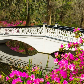 Charleston South Carolina Spring Flowers Blooming SC Charleston Plantation Tour